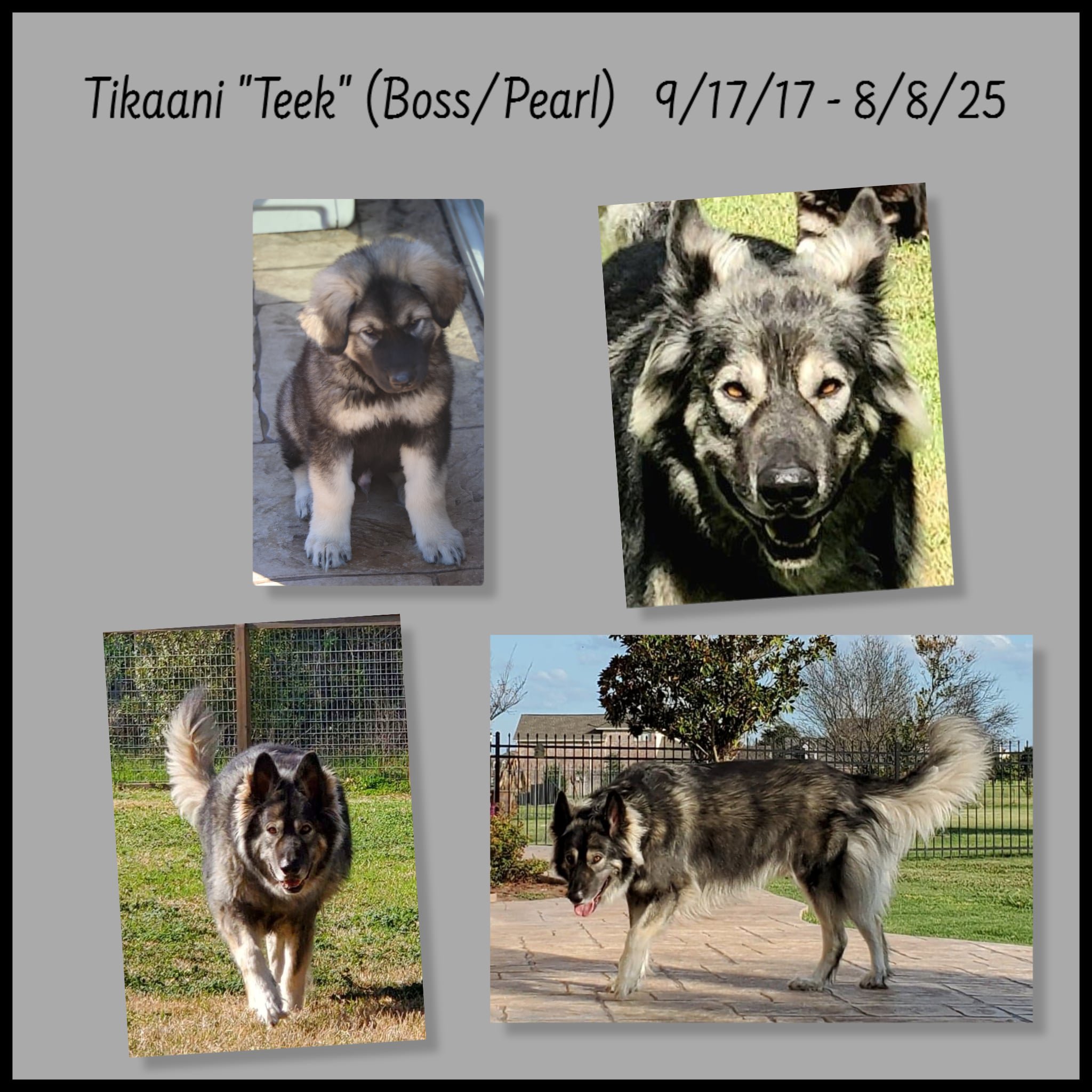 Teek memorial screenshot.png