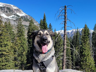 Xena - adult - sitting on rock in the mountains