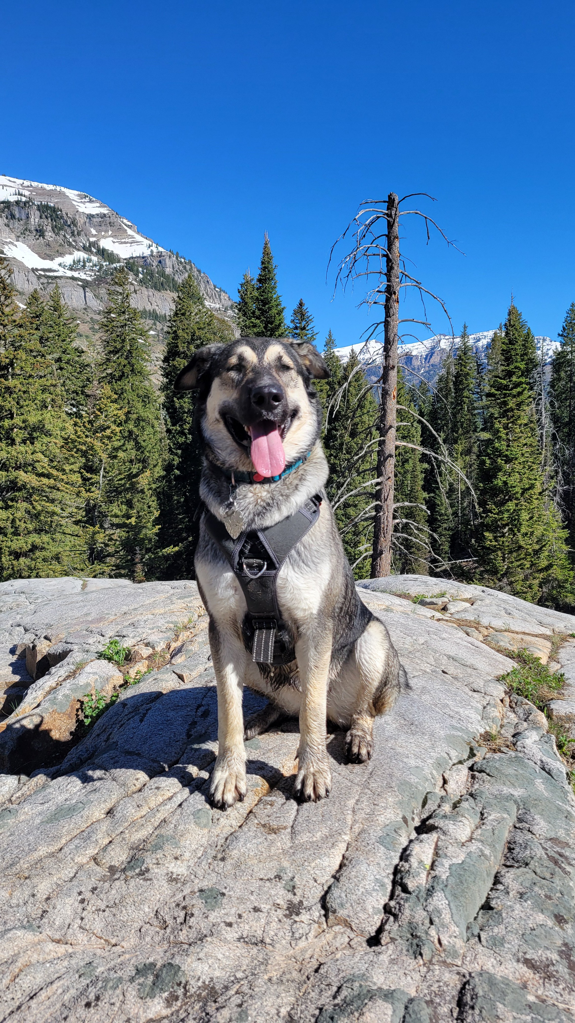 Xena - adult - sitting on rock in the mountains