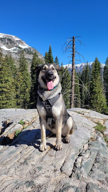 Xena - adult - sitting on rock in the mountains