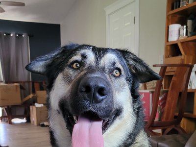 Xena - adult - head shot in the house
