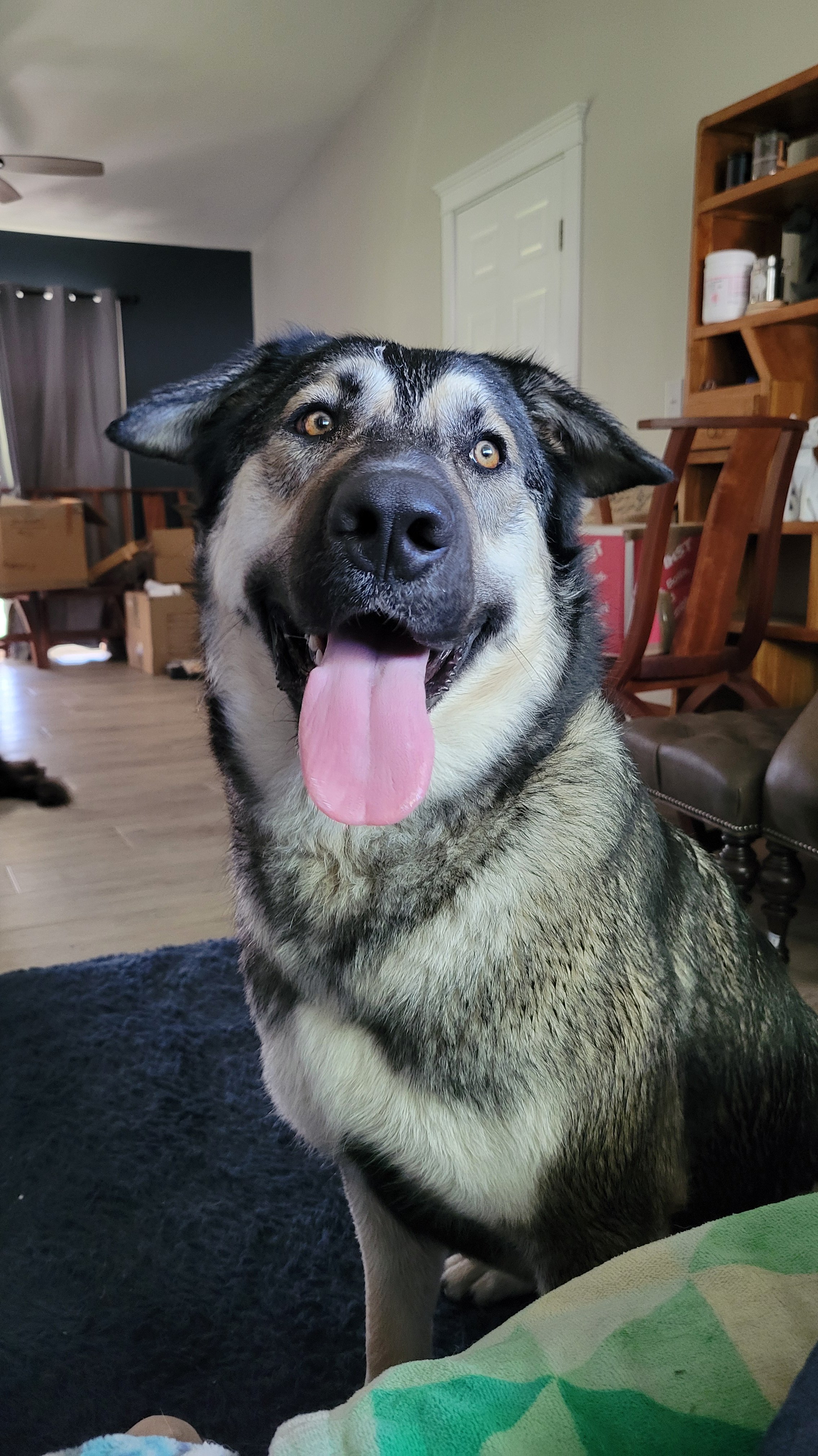 Xena - adult - head shot in the house