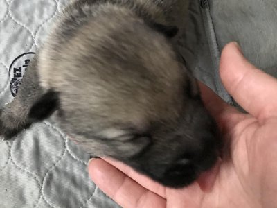 Issac newborn pup head