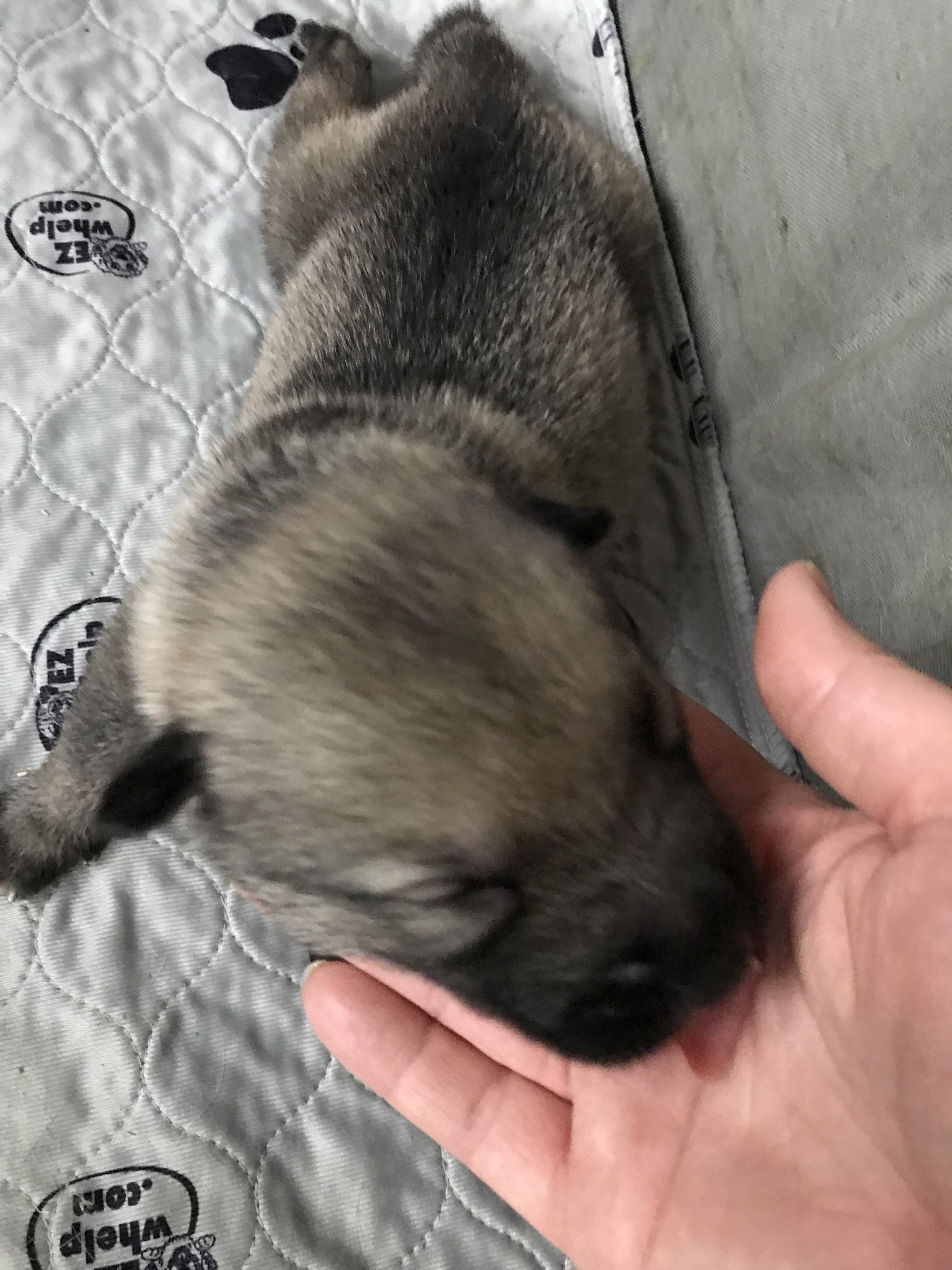 Issac newborn pup head