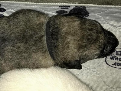 Tesla newborn puppy
