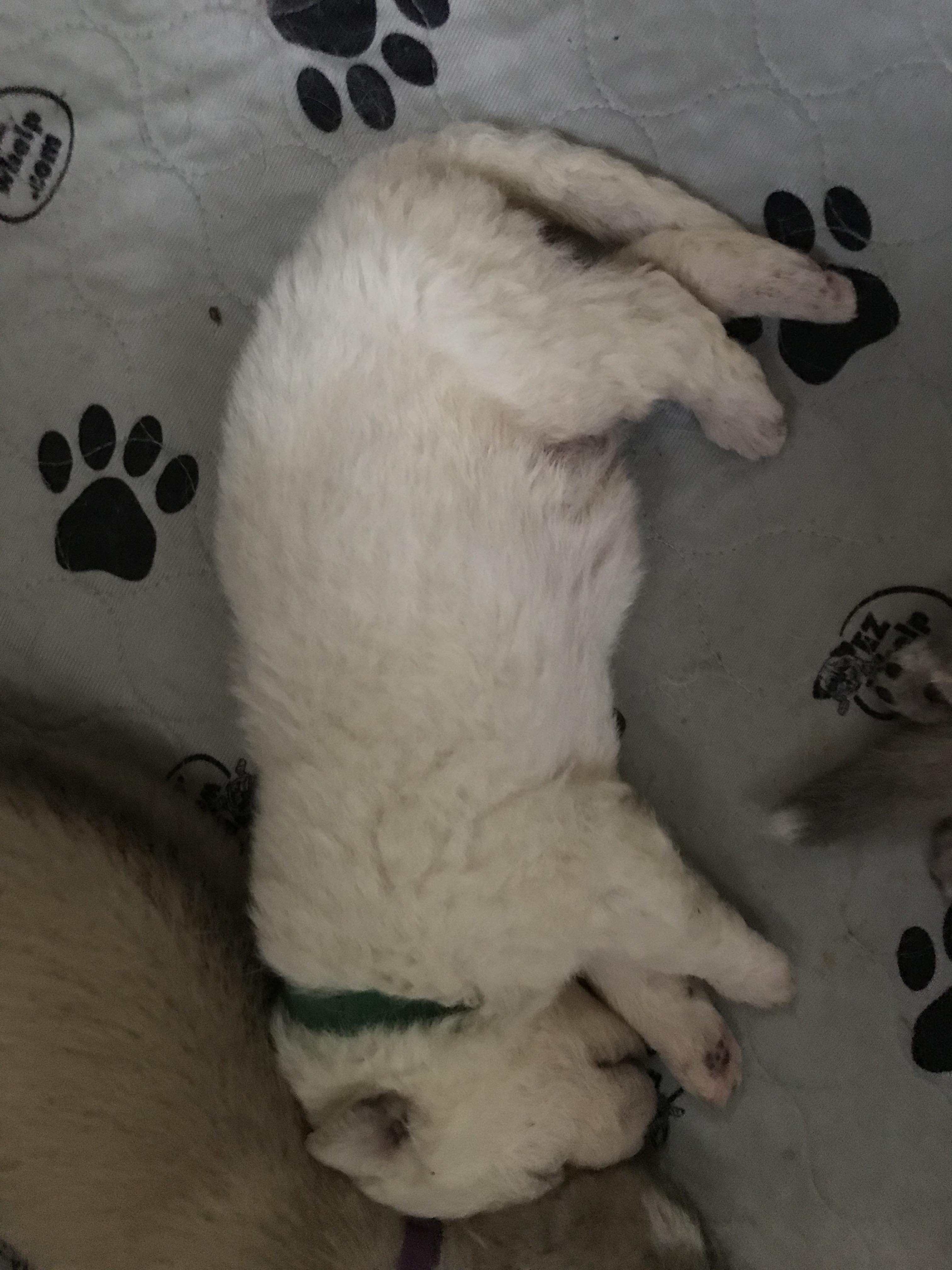 Einstein newborn pup