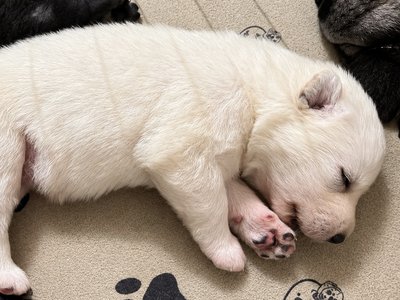 Aura - 2 weeks old