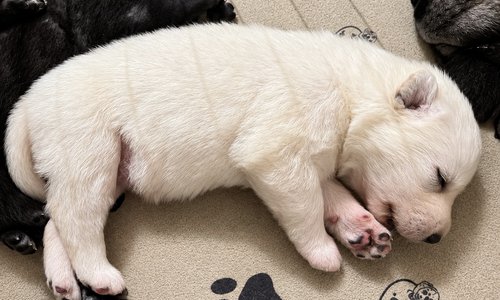 Aura - 2 weeks old