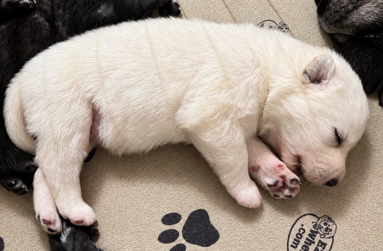 Aura - 2 weeks old