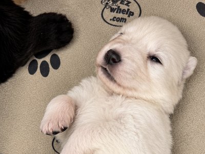 Lyra - 2 weeks old