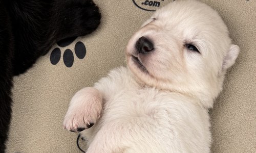 Lyra - 2 weeks old