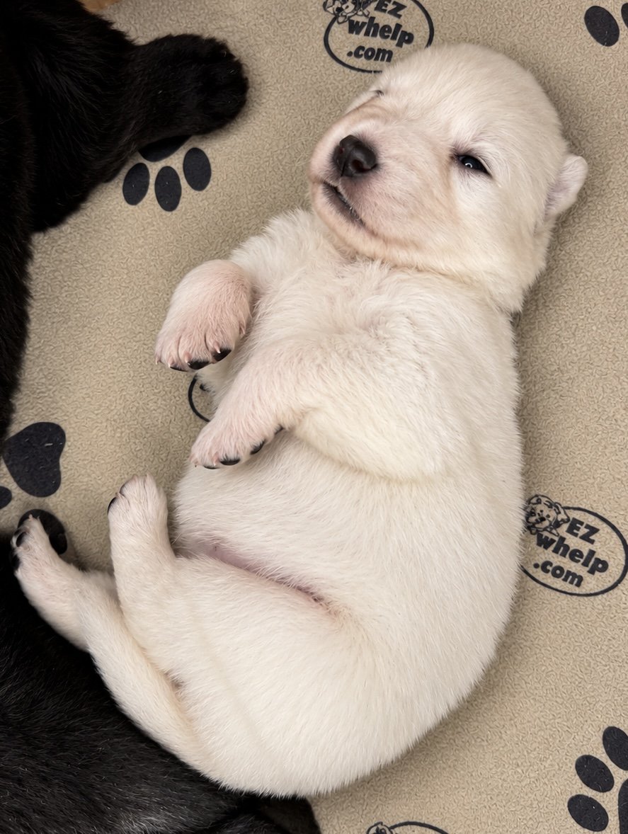 Lyra - 2 weeks old