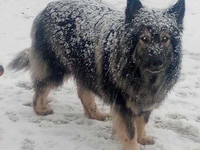 5.5 year old Hercules  cropped in the snow.jpg