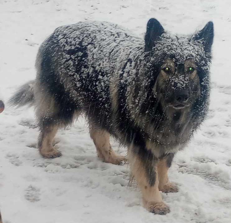 5.5 year old Hercules  cropped in the snow.jpg