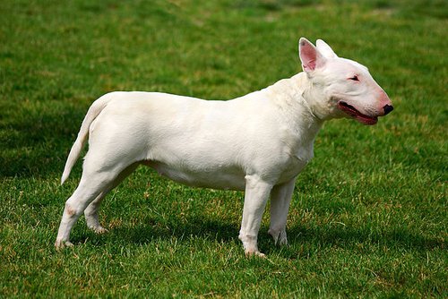 640px-Bull_Terrier_R_02.jpg