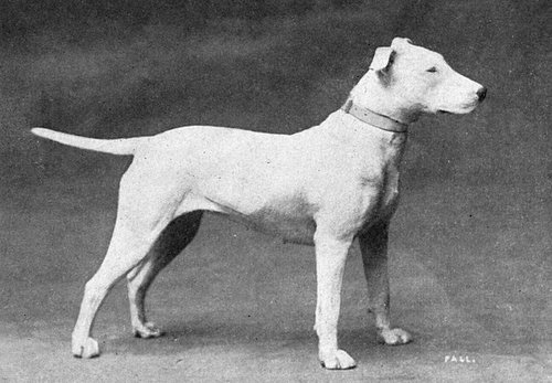 640px-Bull_Terrier_from_1915.jpg