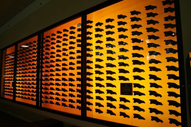 640px-Dire_Wolf_Skulls_La_Brea_2005-08-01.jpg