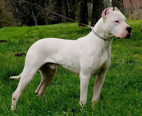 640px-Dogo-argentino-06.jpg