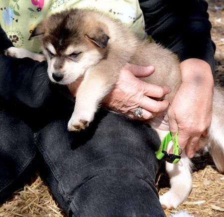 6 week old puppy