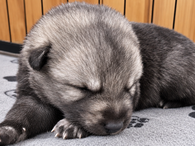 Relic - 2 weeks old