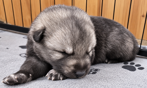 Relic - 2 weeks old