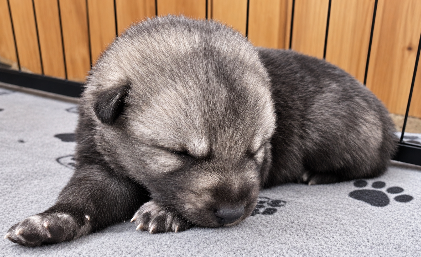Relic - 2 weeks old