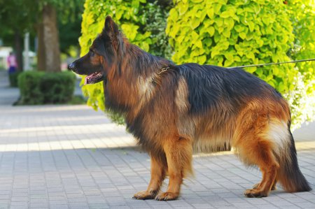 Long-haired German Shepherd Dog