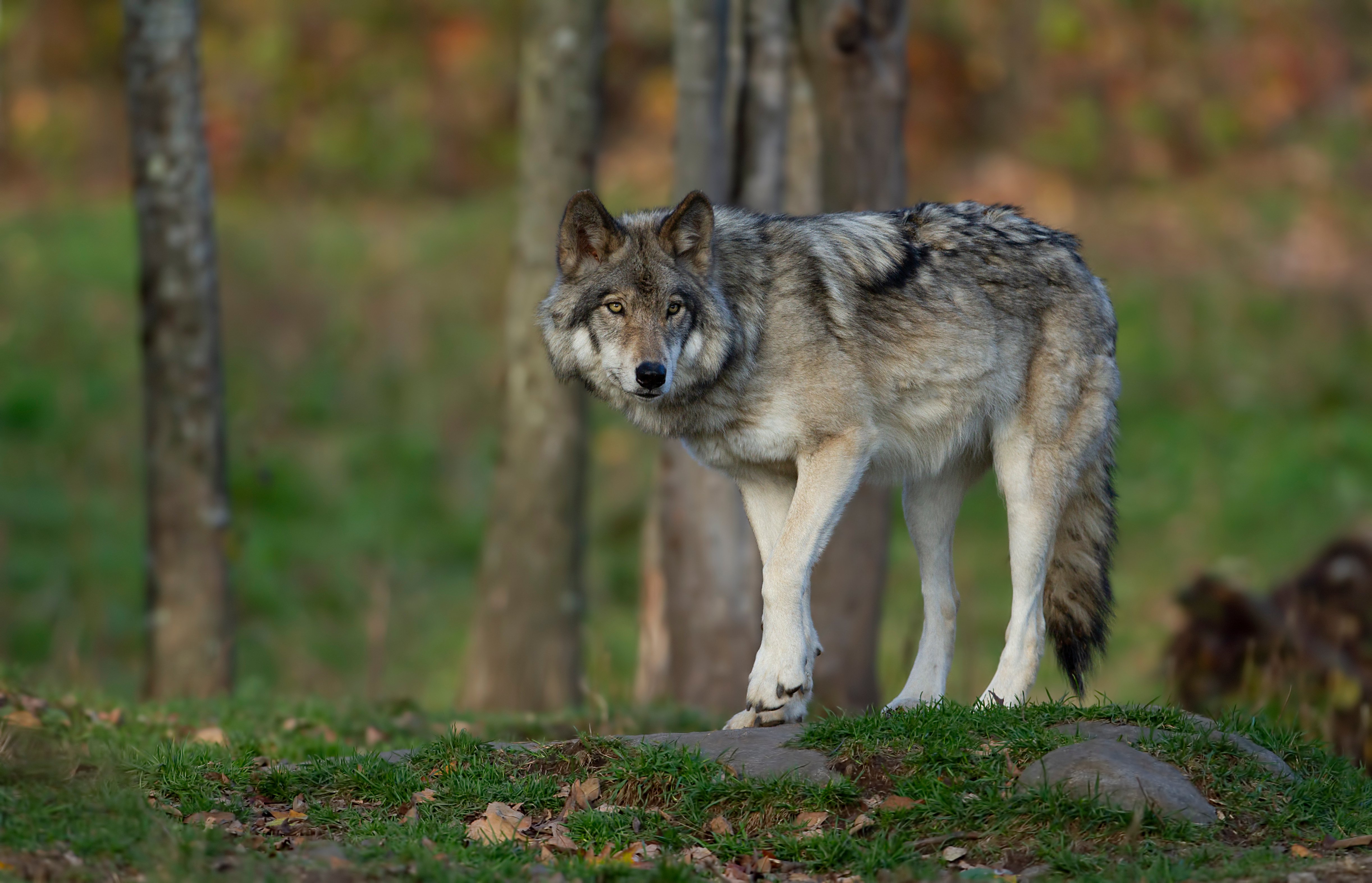 wolf - full view.jpeg