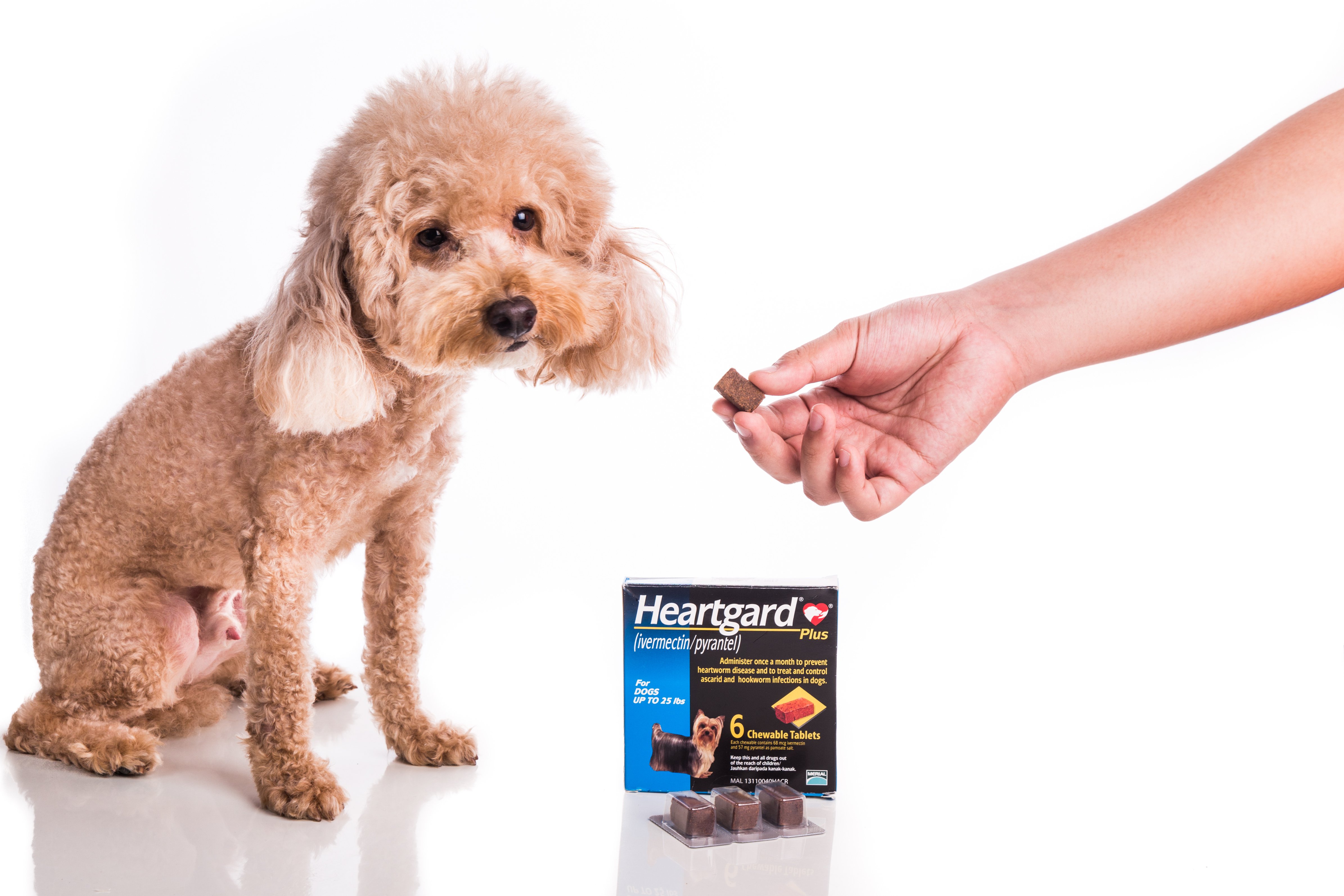 Heartgard