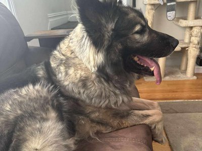 Akasha Queen Nymeria4.jpg