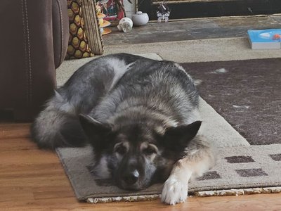 Akasha by the fire place.jpg