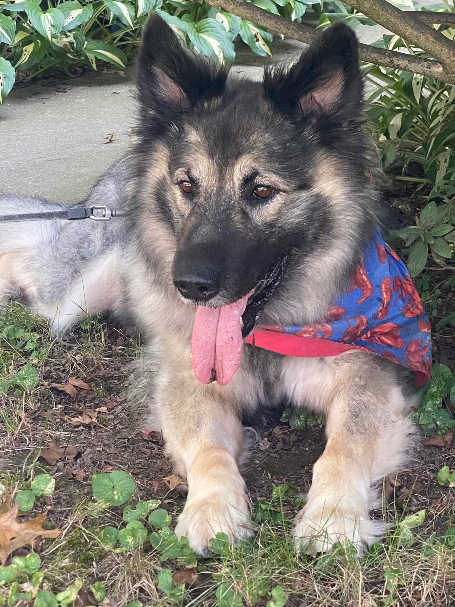 Akasha with bandana 2022.jpg