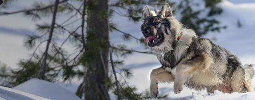 American-Alsatian.jpg