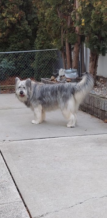 Angel Von Boss born Miss Maud Silver von Boss BP3001-3 (Boss Pearl).jpg