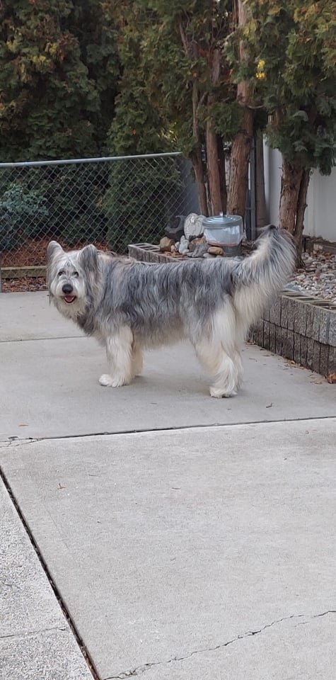Angel Von Boss born Miss Maud Silver von Boss BP3001-3 (Boss Pearl).jpg