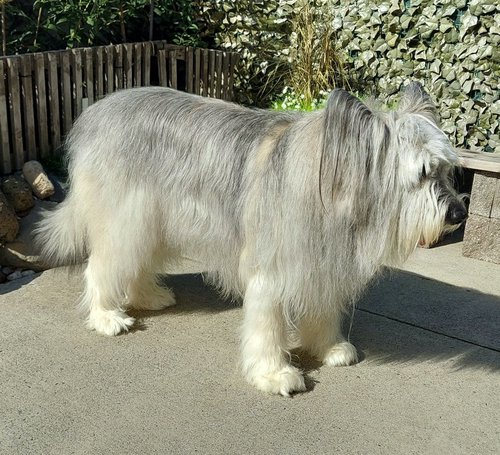 Angel long hair standing