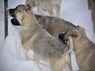 Ariel and Jengu Looking up in the snow.jpg