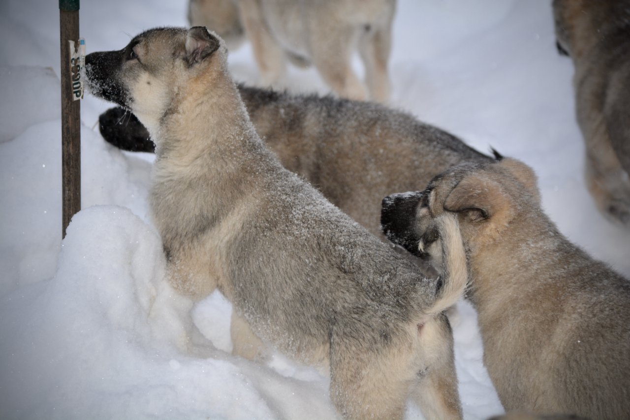 Ariel and Jengu Looking up in the snow.jpg