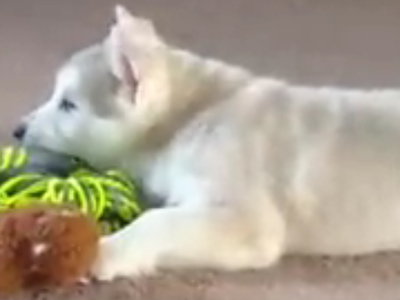 Ariel in her new home.png