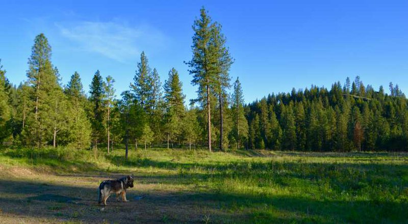 Aslan in the Meadow