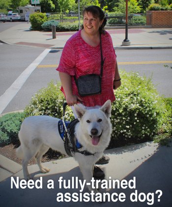 Fully trained service store dogs