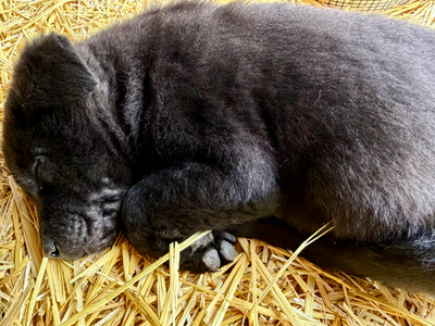 Attila screen shot.png