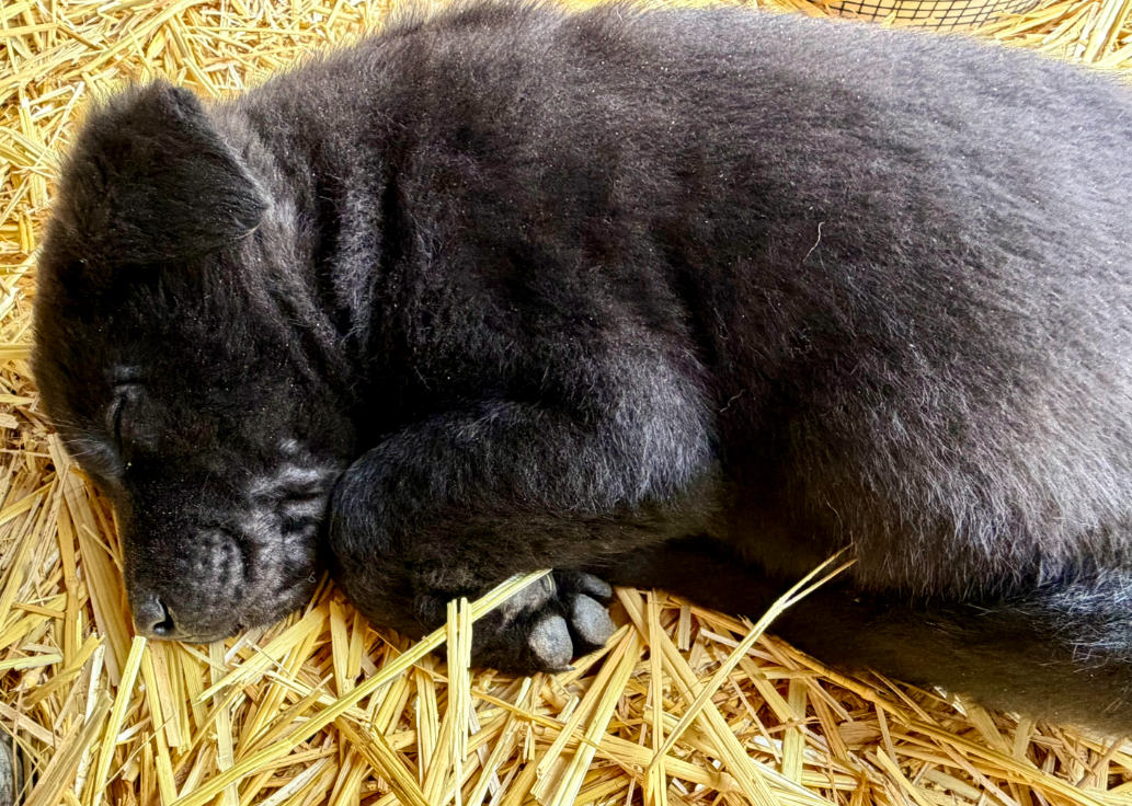 Attila screen shot.png