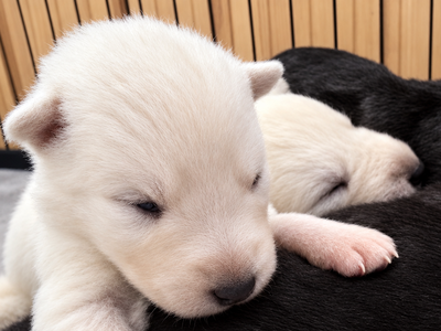 Nova - 2 weeks old