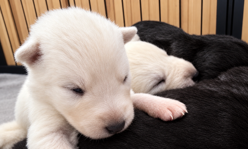 Nova - 2 weeks old