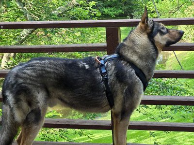 Baku King Kong one year 2025.jpg