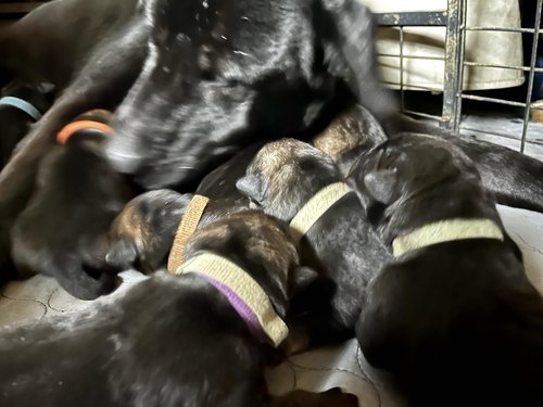 Big dog litter.jpg