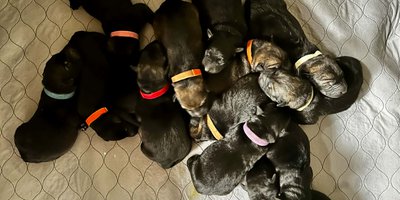Big dog litter puppy pile.jpg