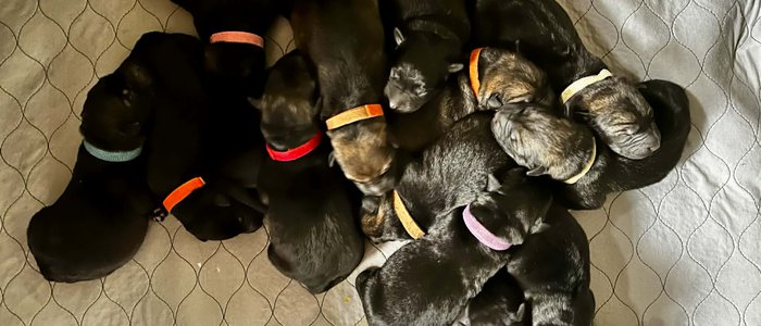 Big dog litter puppy pile.jpg
