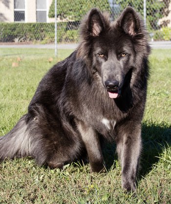 German shepherd sales wolf breed